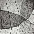thumbnail image 2 of Christensen, Jim 20x20 White Modern Wood Framed Museum Art Print Titled - Leaf Designs IV BW, 2 of 4