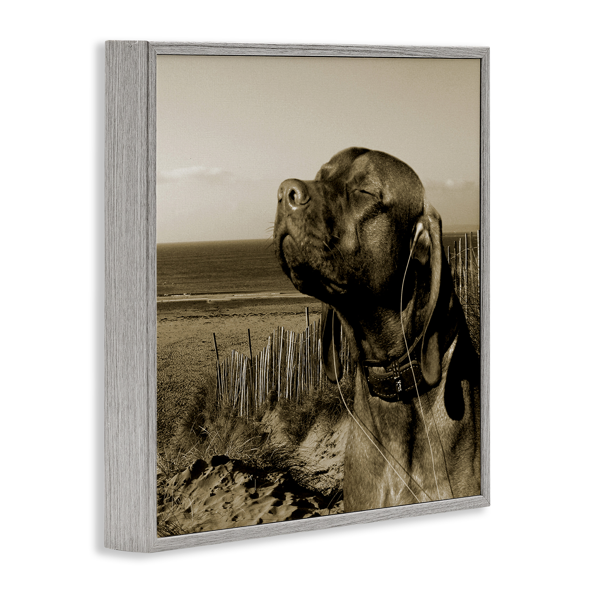 Stupell Industries Relaxed Dog with Music Animals & Insects Photography Gray Framed Art Print Wall Art, 12 x 12