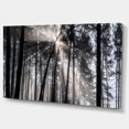 thumbnail image 2 of Designart 'Sunbeams through Black White Forest ' Forest Canvas Wall Art Print, 2 of 3