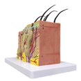 thumbnail image 4 of Skin Model, 35X Enlarged Anatomical Model Anatomy for Science, 4 of 5