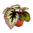 thumbnail image 2 of Harmony's Fire Woman Begonia Rex, 4 inch Thick White Band, Light Purple Black Center, 2 of 4