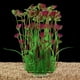 thumbnail image 1 of Simulación de decoración de acuario, pecera, plantas acuáticas falsas, adornos de algas marinas de plástico acuático (rojo vino) ER, 1 of 4