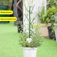 thumbnail image 4 of Twig Plant Support Stakes, 6 Pack Plant Support Stakes Strong  for Climbing Plants, 4 of 7