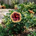 thumbnail image 5 of Red-Black-Yellow Hibiscus Live Plant 5 to 7 Inch, Vibrant Flowering Plant, Outdoor Hibiscus for Patio Garden Planting, 5 of 5