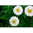 thumbnail image 5 of 250 White POLAR BEAR ZINNIA Elegans Flower Seeds, 5 of 7