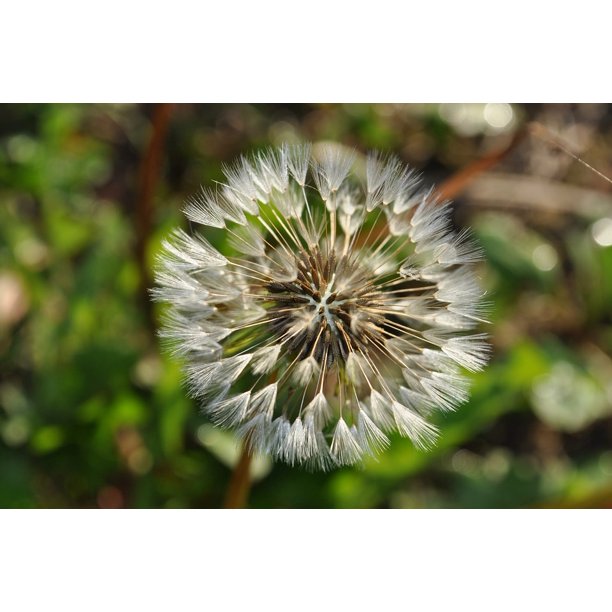 Dandelion Flower Dry Seesd Fluffy 20 Inch By 30 Inch Laminated Poster With Bright Colors And Vivid Imagery Fits Perfectly In Many Attractive Frames Walmart Com Walmart Com