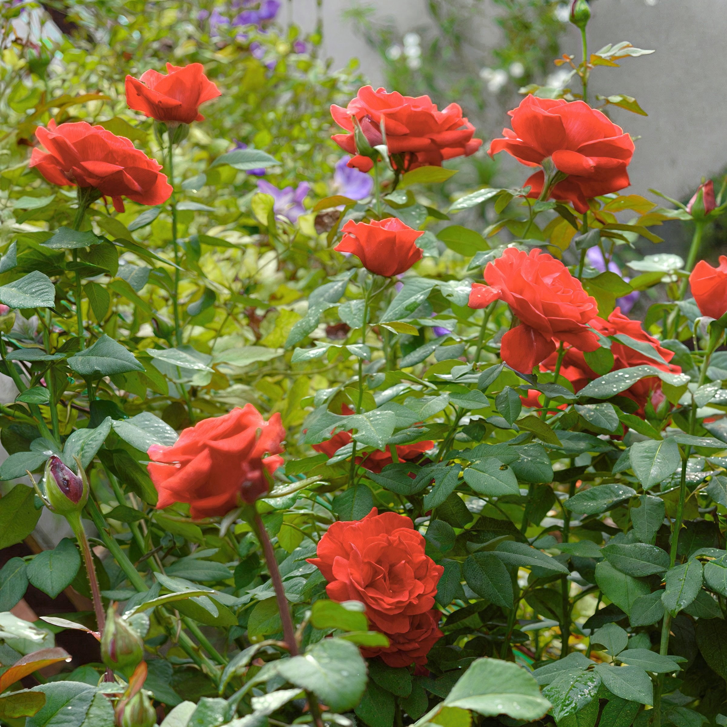 National Plant Network Bare Root Fragrant Cloud Rose