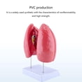 thumbnail image 3 of Human Normal Lung Anatomy Model with Detachable Parts for Clinical Settings, 3 of 5