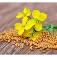 thumbnail image 1 of czcpp-Seeds White Mustard Vegetable Garden Heirloom for Planting Non GMO, 1 of 4