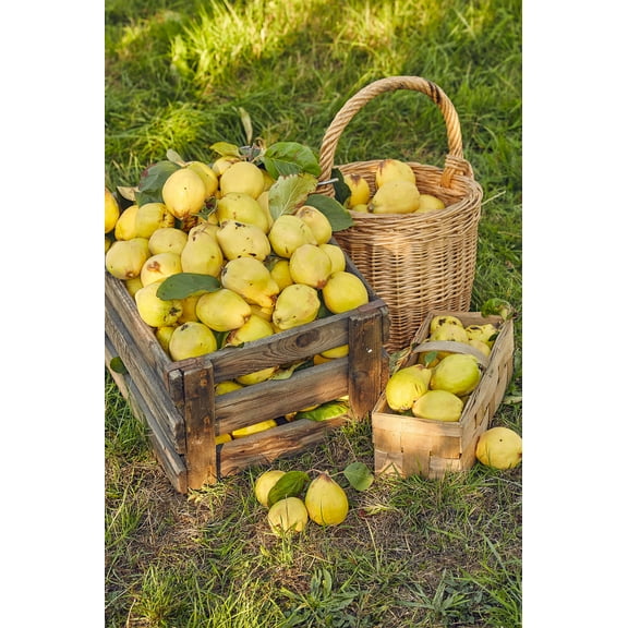 20 Seeds COMMON CULINARY QUINCE Fruit Tree Cydonia Oblonga Flowering Shrubb