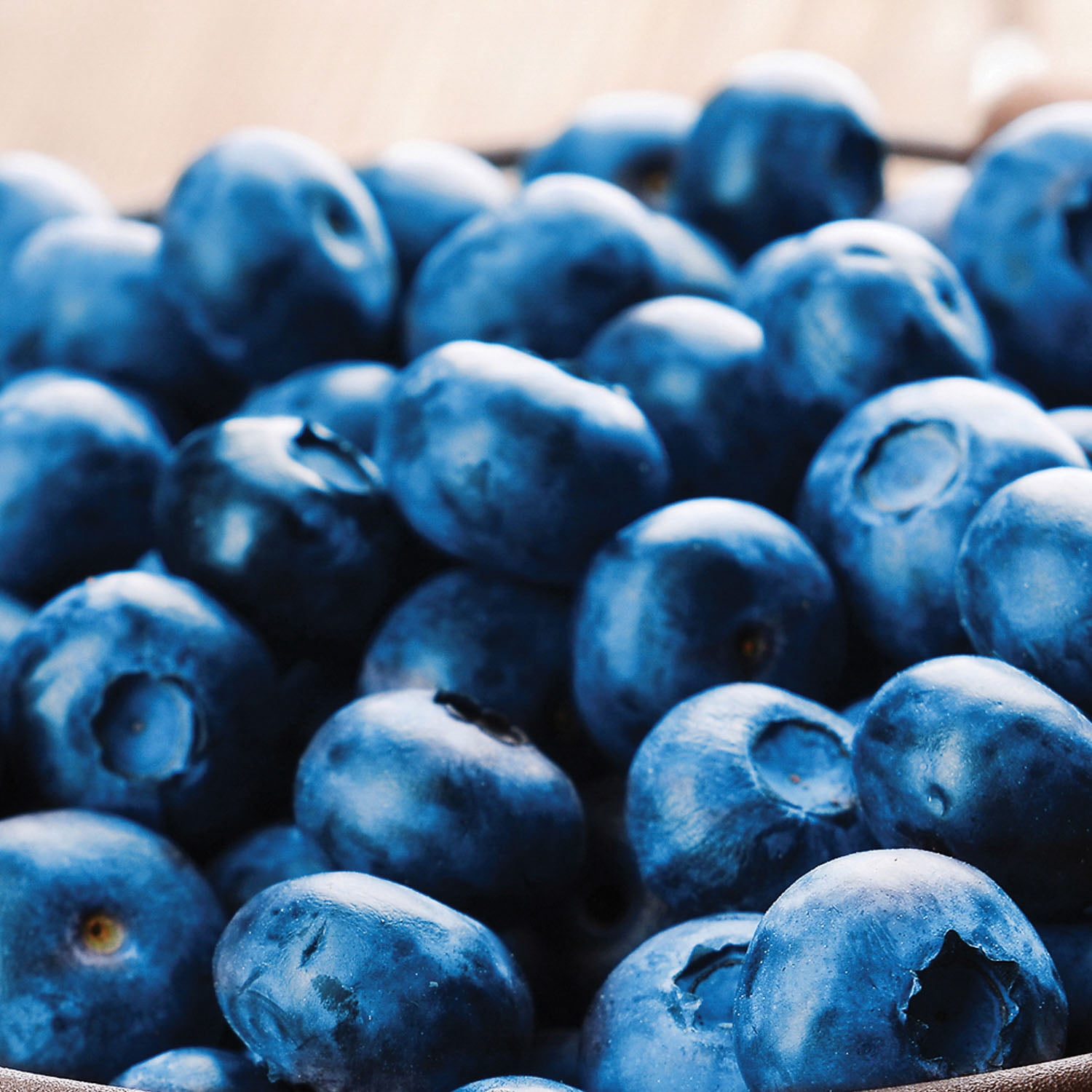 Expert Gardener Blueberry Patriot (1 Dormant Bare Root) Full Sun, Blue, Perennial