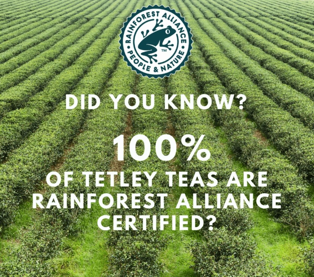 Tetley Classic Blend Rich Black Tea Bags, 100 Count