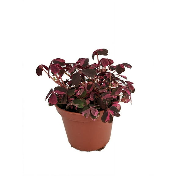 Plum Crazy Shamrock - Oxalis - 2.5" Pot - Fairy Garden Plant/House Plant/Edible