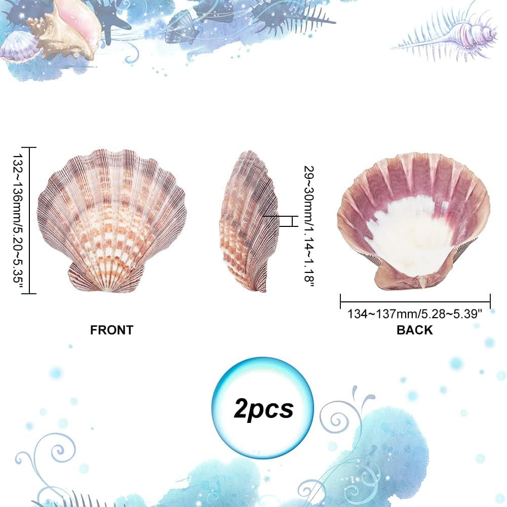2pcs Large Scallop Shells Lions Paw Scallop Seashells 5.2-5.4 Natural Shell Beads Undrilled Baking Shells Natural