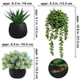 thumbnail image 2 of Set de plantas suculentas artificiales Winlyn con macetas de hormigón negro, 2 of 7