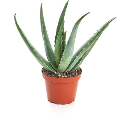 Shop Succulents Aloe Vera Succulent Plant, Hard to Kill Plants, Fully Rooted Live 4" Succulent Plant, Low Maintenance Indoor Plant, Hardy Trailing Succulents, Gift & Garden