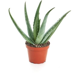 Aloe Vera in 2.5 Aloe Vera in 2.5