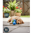 thumbnail image 3 of Spunky Pup Lil Dinosaur Spikey Ball Dog Toy Squeaky Plush for Small Dogs, 3 of 5