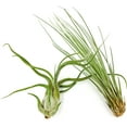 thumbnail image 3 of ragnaroc Air Plants - Tillandsia Variety Pack, Jumbo 5-9" - 2ct - Live Arrival Guaranteed - House Plants for Home Decor & Gift, 3 of 6