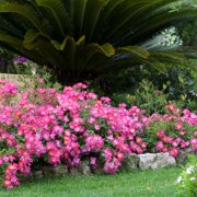 Perfect Plants Pink Drift® Rose 3 Gallon