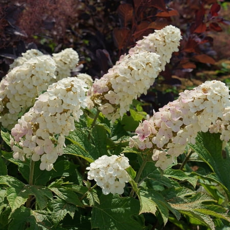 Proven Winners ColorChoice 5" White Gatsby Gal Oakleaf Hydrangea Live Plant in 4.5" Pot (4 Count)