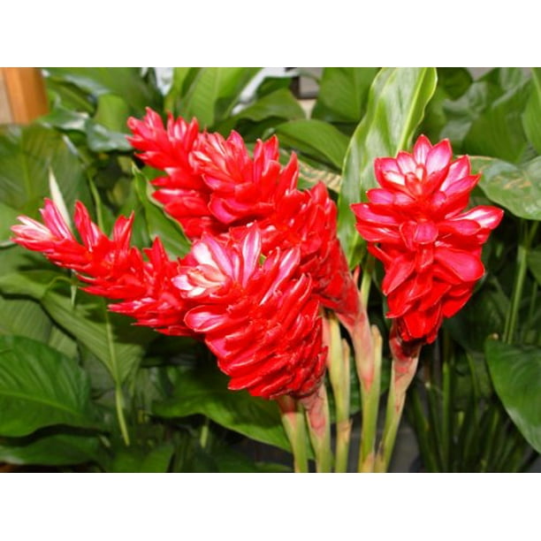 Hawaiian Red Ginger Plant Root 1 Pack 2 Roots Walmart Com Walmart Com