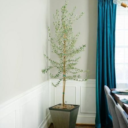 Brighter Blooms - Manzanillo Olive Tree, 3-4 ft. - No Shipping To AK, AZ, HI