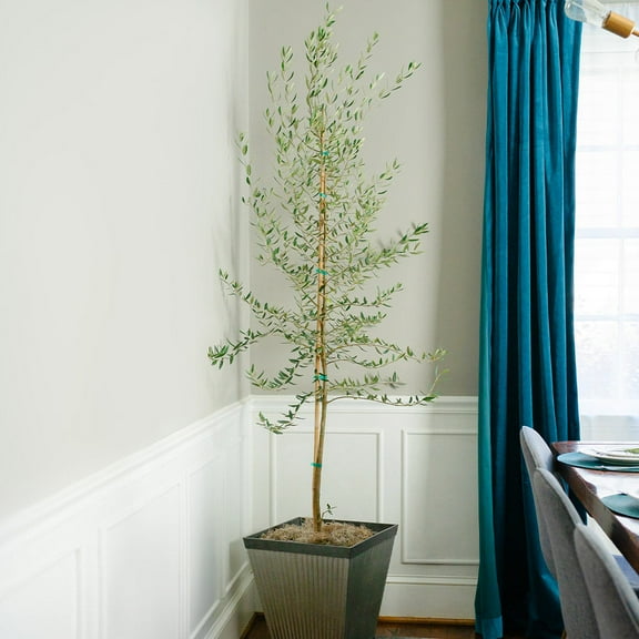 Brighter Blooms - Manzanillo Olive Tree, 3-4 ft. - No Shipping To AK, AZ, HI