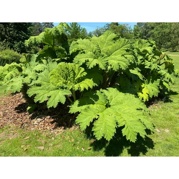 Giant Rhubarb Seeds for Planting (30 Seeds) - Gunnera tinctoria - Stunning Garden Giant