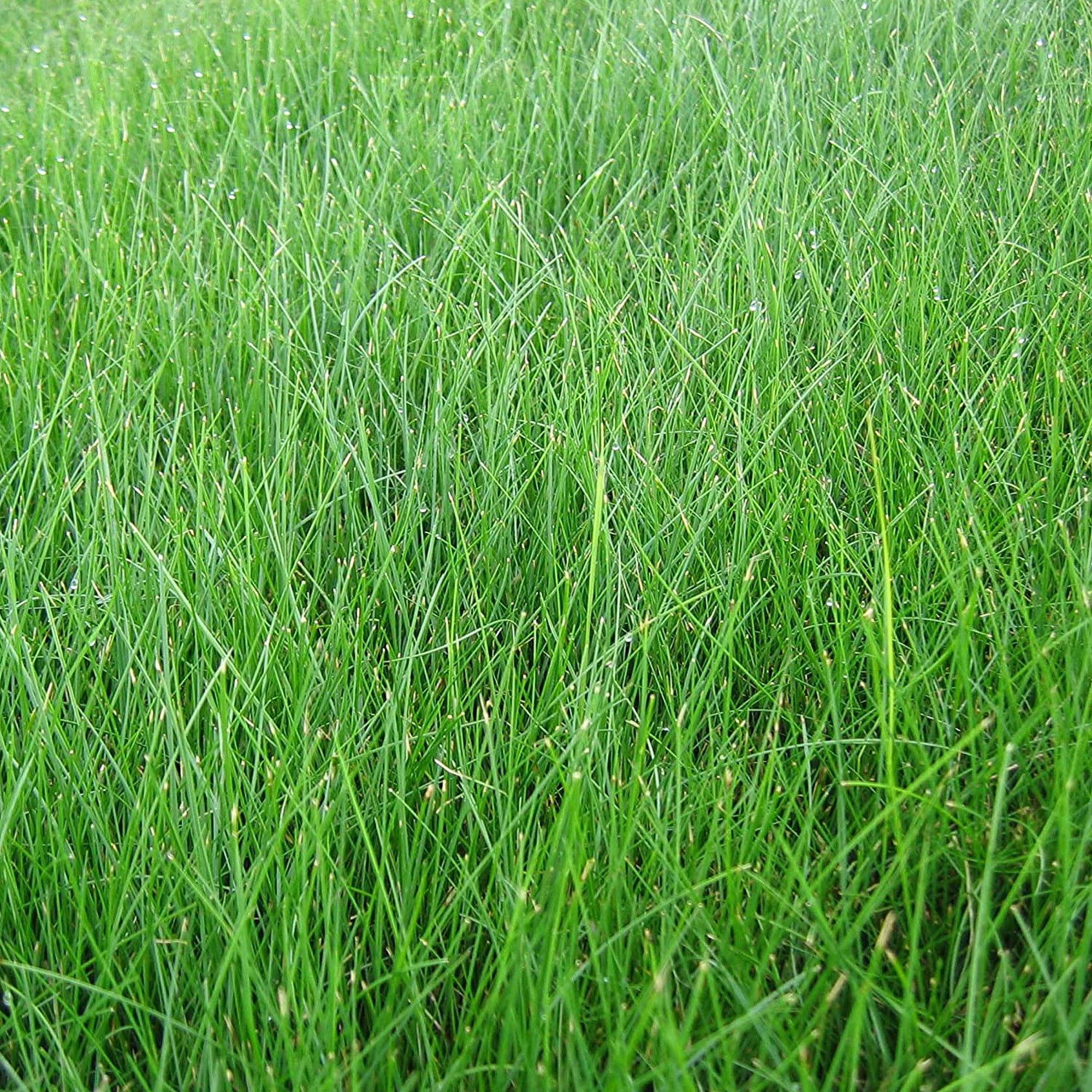 Rhino Seed MLEZSUNSHADE Ez Straw Lawn Repair  28 lbs