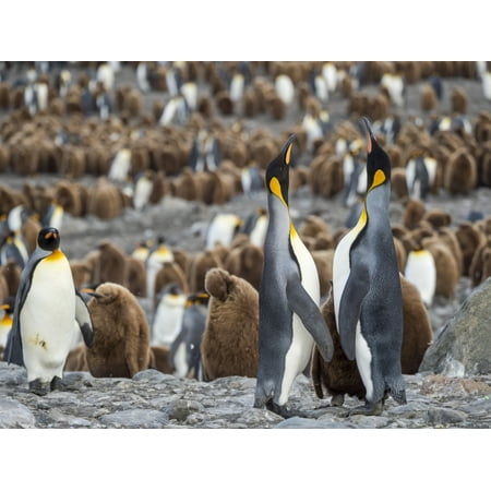 King Penguin on the island of South Georgia, rookery in St. Andrews Bay