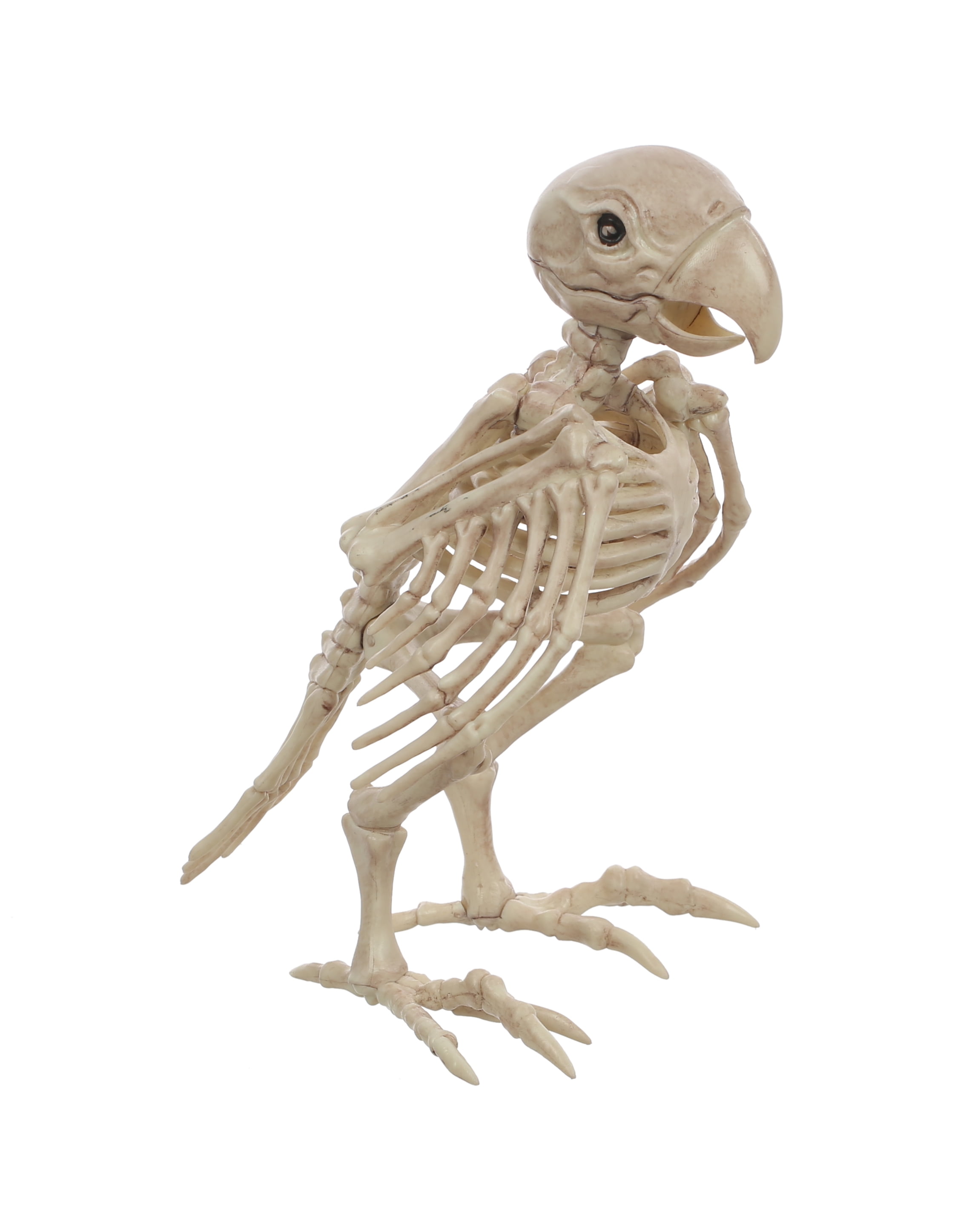 Official Crazybonez Faux Parrot Skeleton