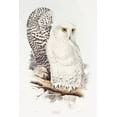 thumbnail image 2 of Gould, John 17x24 Black Ornate Wood Framed with Double Matting Museum Art Print Titled - Snowy Owl, 2 of 4