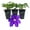 3 Plants, variant on Clematis Duchess of Cornwall - Live Starter Plant in a 2 Inch Growers Pot - Starter Plants Ready for The Garden - Rare Clematis for Collectors