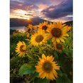thumbnail image 1 of Taladro Girasol 5D DIY Diamond Painting Kits Full Round Wall Art Decor (sz2748) FLhrweasw Nuevo, 1 of 9