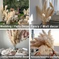 thumbnail image 3 of Tallos de Decoración de Hierba de la Pampa, Hierba de la Pampa Grande Floral Seca Natural para Bodas, Fiestas, Casas de Campo, Decoración del Hogar Boho, 3 of 4