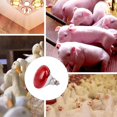 thumbnail image 1 of Dsscvnef Livestock Heat Lamp Farm Animal Warming Light for Piglets/Chicks/Lambs Brooder Bulb with Ceramic Socket (250W), 1 of 6