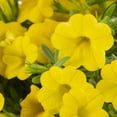 thumbnail image 3 of Proven Winners 1.5PT Yellow Calibrachoa Live Annual Plant Sun 5-Pack, 3 of 6