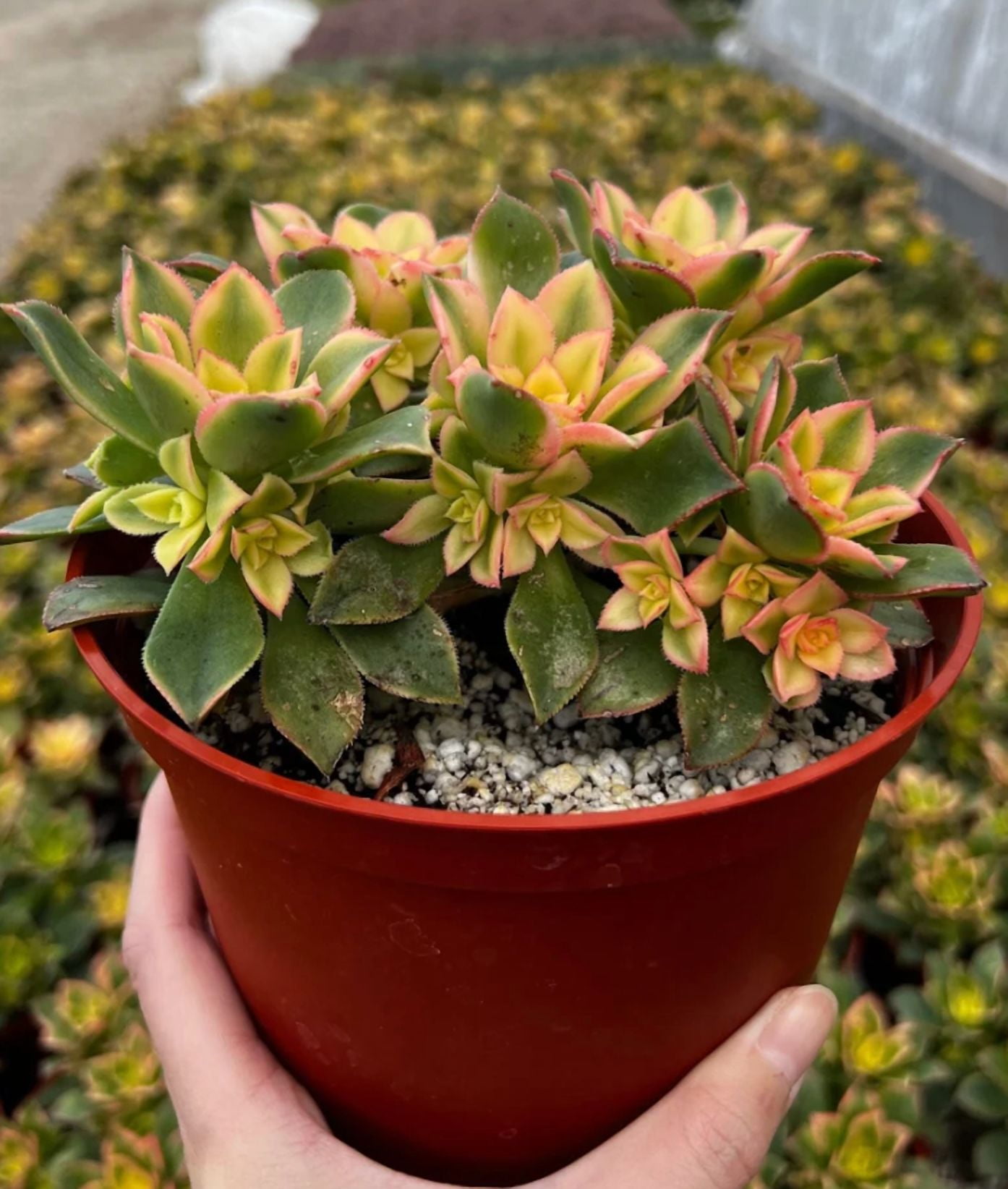 Aeonium Kiwi Plant Live for Planting - Rosette Succulents with Pups Plant for Indoor Outdoor in 4 Inch Pot