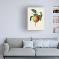 thumbnail image 3 of Pierre Redoute 'Redoutes Fruit IV' Canvas Art, 3 of 3
