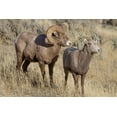 thumbnail image 2 of Renkin, Diane 14x11 Black Ornate Wood Framed with Double Matting Museum Art Print Titled - Ram and Ewe Bighorn Sheep, Yellowstone National Park, 2 of 4