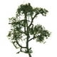 thumbnail image 3 of 5 Piezas 9 Cm 1: 150 árbol Modelo Sicomoro Paisaje para Decoraciones de Ferrocarriles de Tren Modelo, 3 of 7