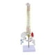 thumbnail image 2 of Modelo de vertebral humana Baoblaze con soporte 45 cm, 2 of 8