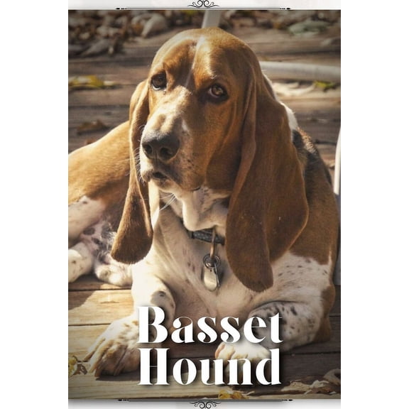 Basset Hound: Dog breed overview and guide