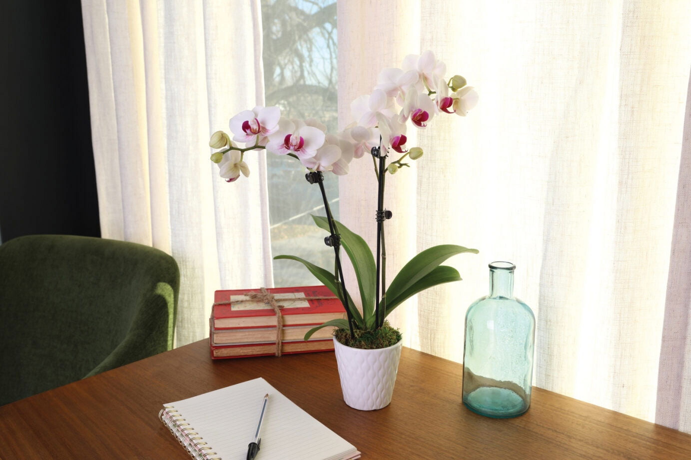 Just Add Ice 15-20" White and Purple Petite Orchid Live Plant in 3" White Ceramic Pot, House Plant