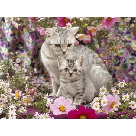 - Domestic Cat, British Shorthaired Silver Spotted Tabby with Her 8-Week Kitten Among Flowers Print Wall Art By Jane Burton