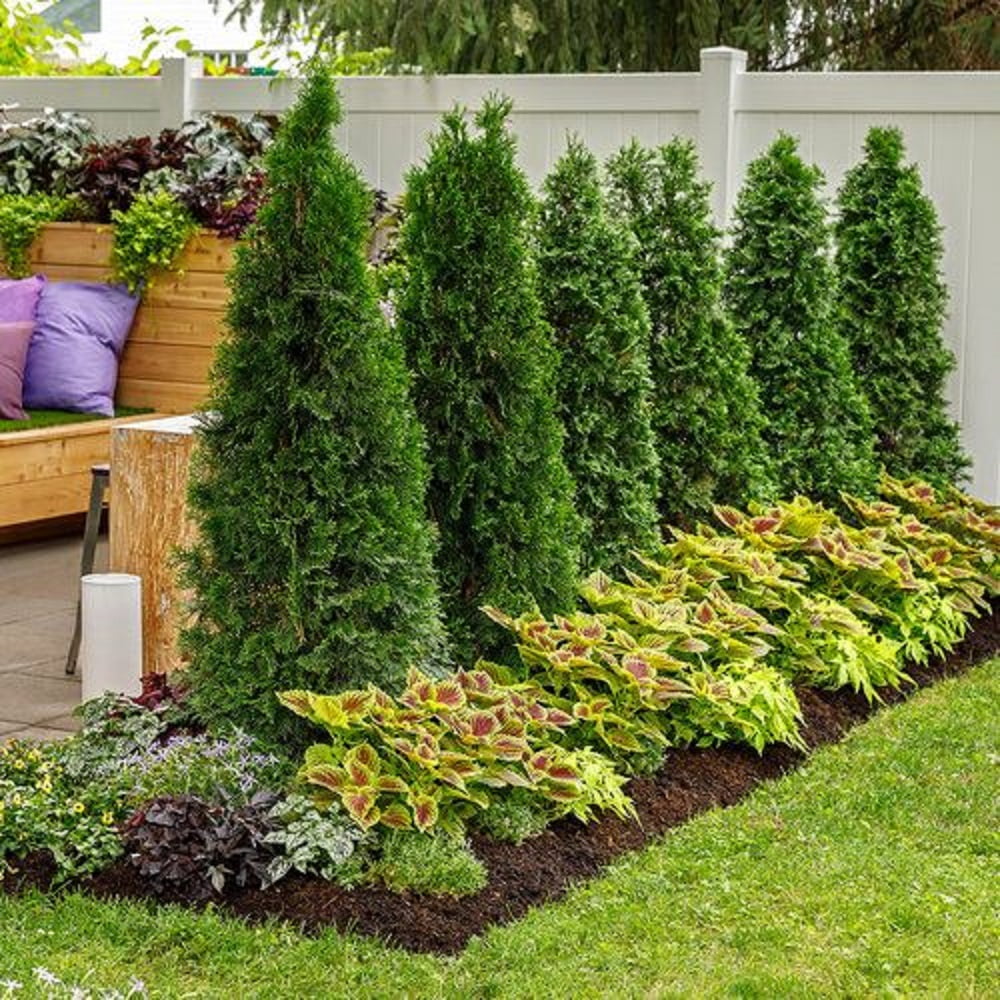 Thuja Smaragd Emerald Green Arborvitae Evergreen Live Shrub in 7-Gallon Grower Pot