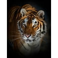 thumbnail image 2 of Cumming, Jim 12x14 White Modern Wood Framed Museum Art Print Titled - Portrait Of A Siberian Tiger, 2 of 4