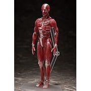 figma Human Model Non-scale ABS & PVC Pre-painted Movable Figure F51042