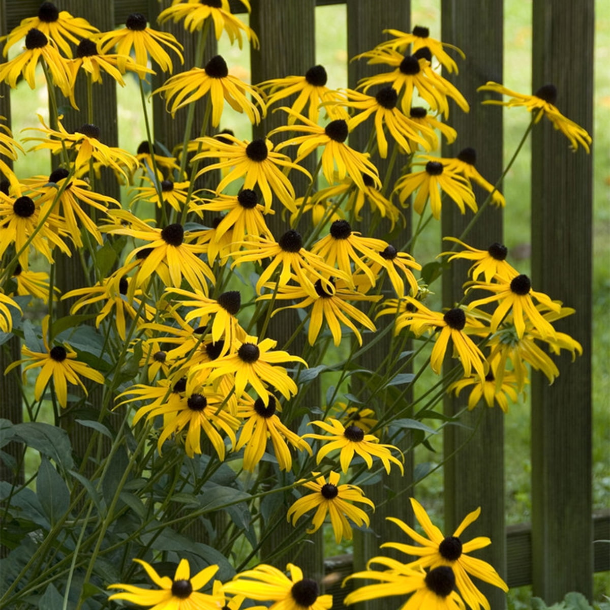 Van Zyverden Rudbeckia Goldstrum Set of 5 Plant Roots Yellow Full Sun Deer Resistant 2 lbs